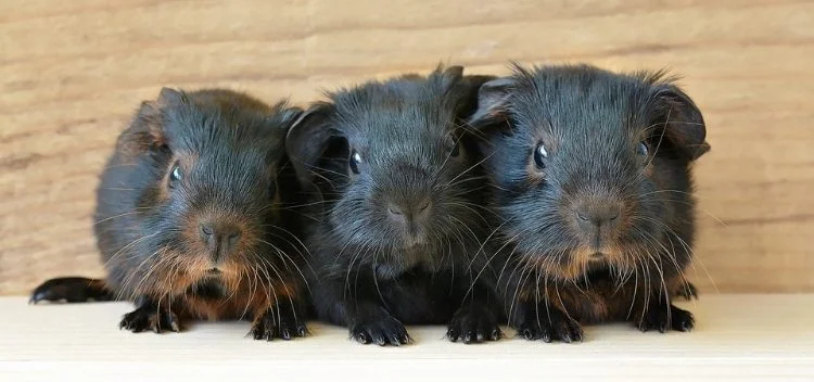 Vets for deals guinea pigs